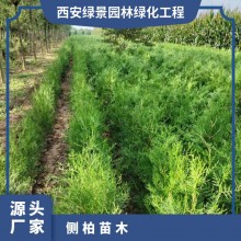 側柏苗木 源頭基地 多規格可選 成活高 帶土球發貨