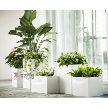 專注室內綠植服務8年，綠植租賃，免費養護，一站式商務空間